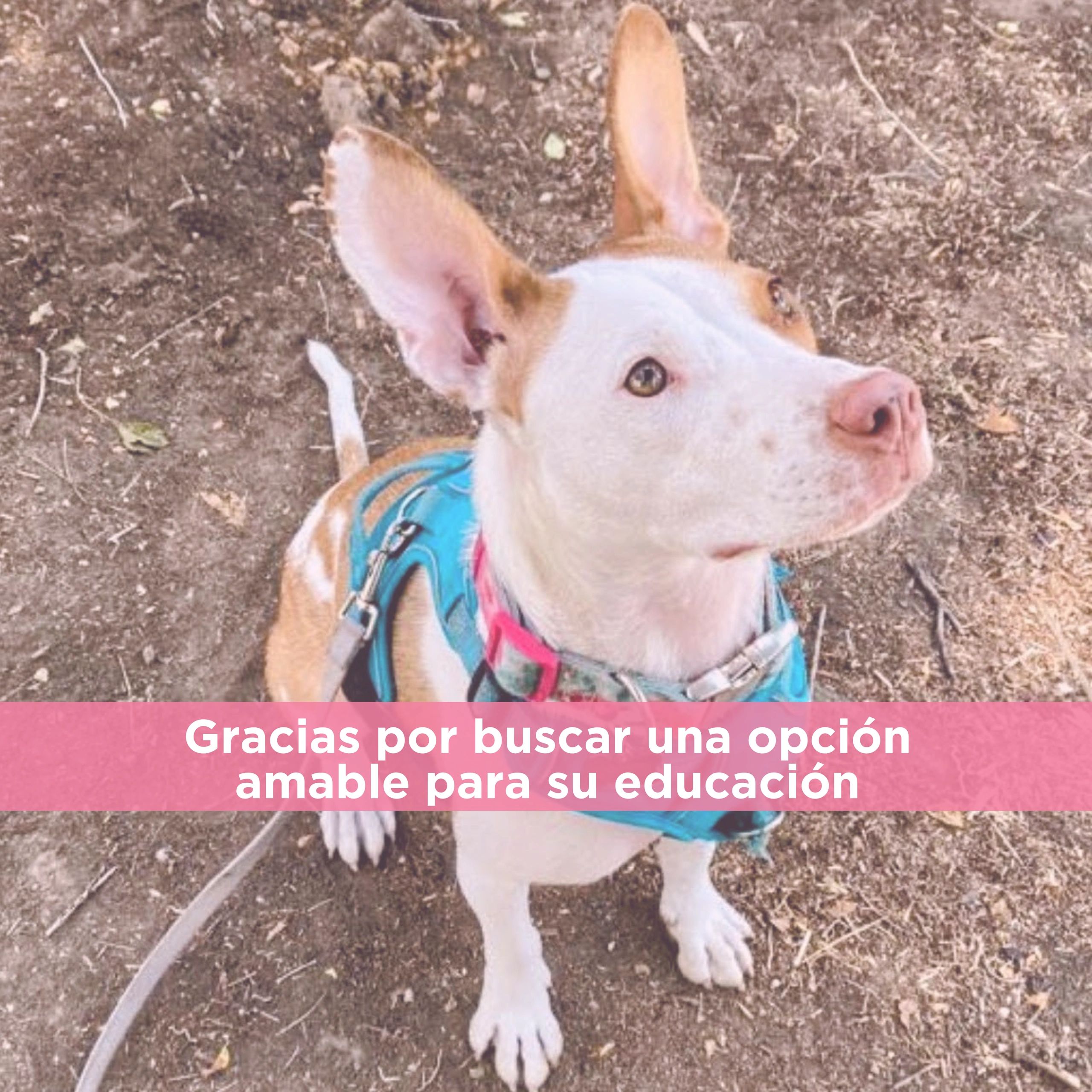 Curso para cachorritos