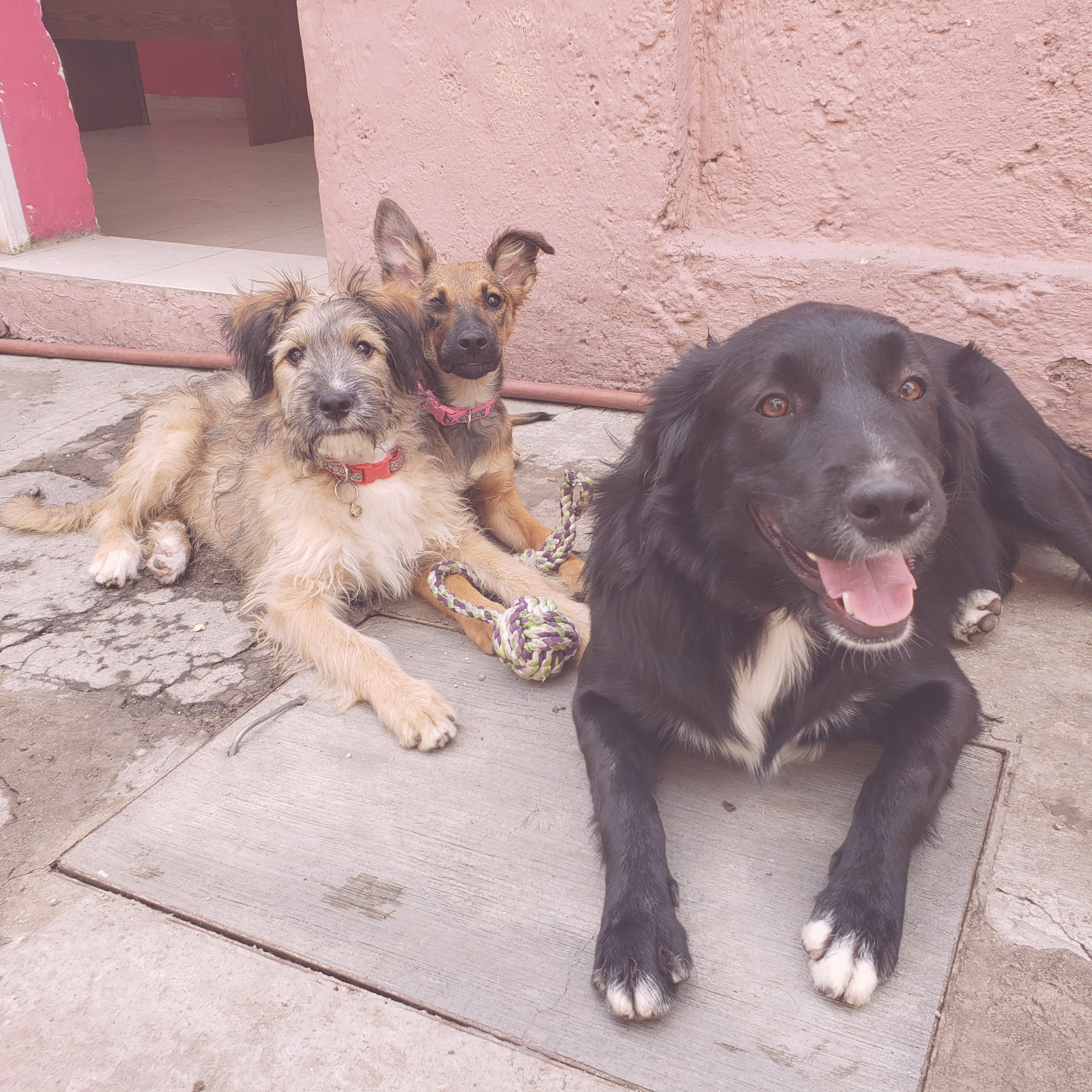 Perro explorando juguetes
