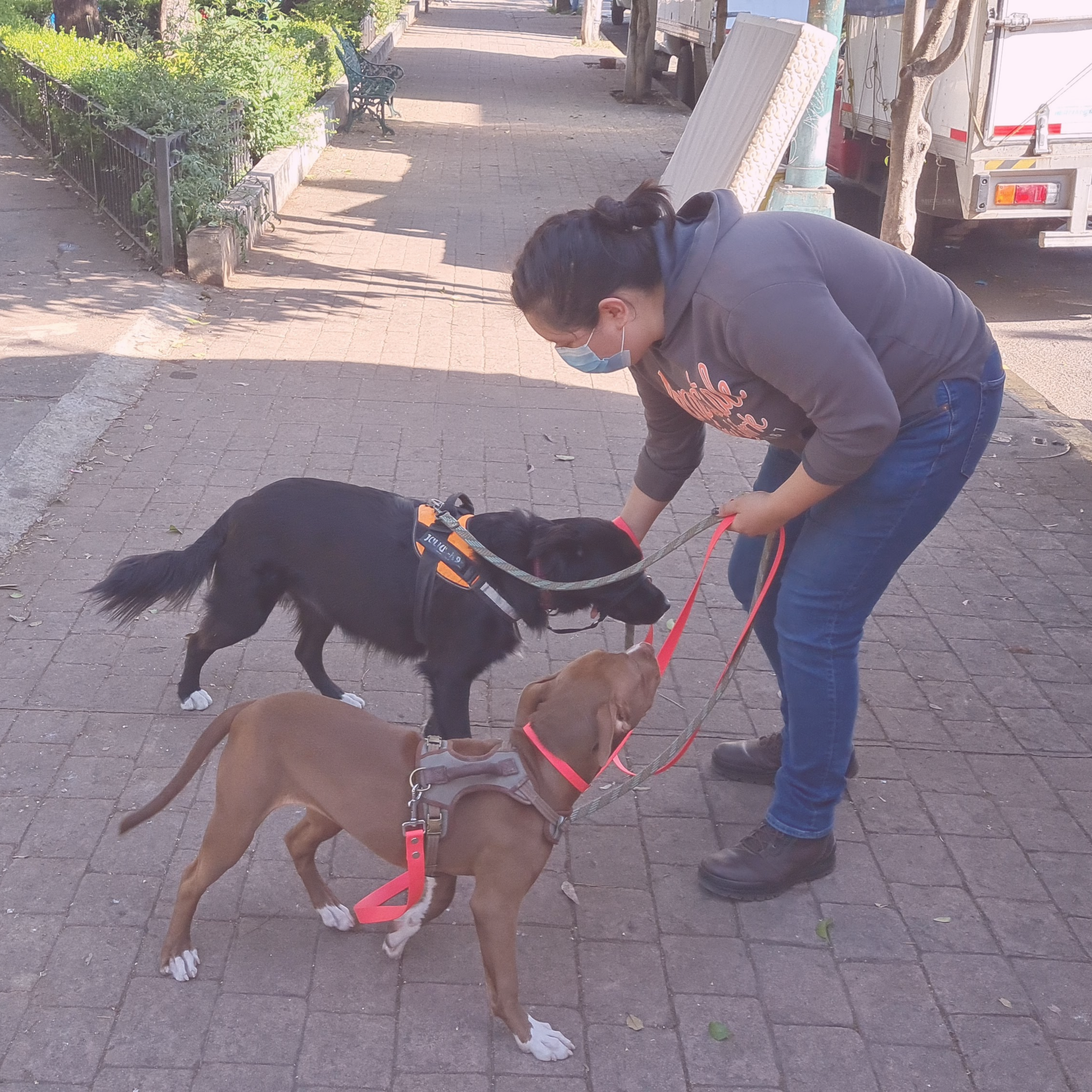 Persona paseando dos perros